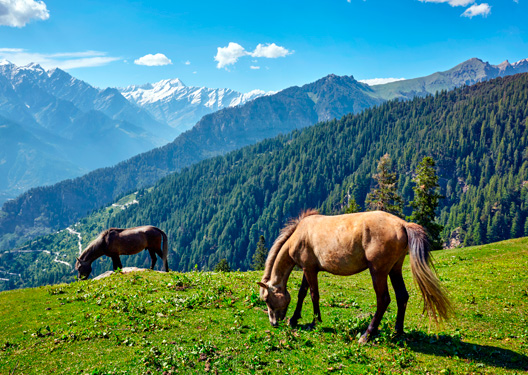 traveldilse-Incredible Himachal